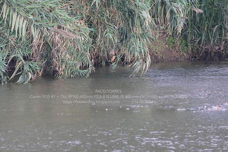 Avetorillo en el Parc Fluvial.