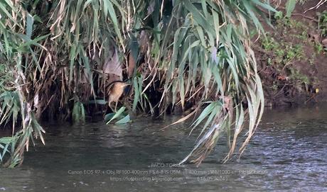 Avetorillo en el Parc Fluvial.