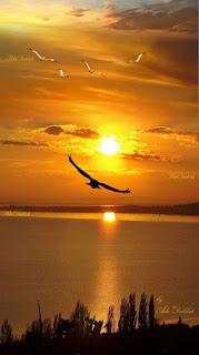 5.841 - CONTEMPLÓ LA MAREA...