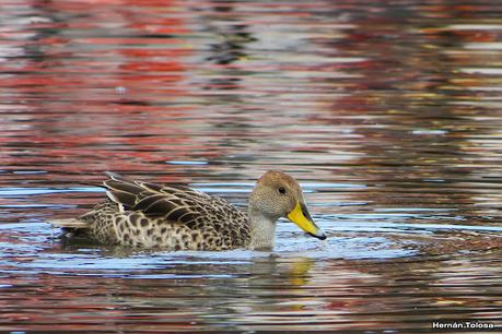 Costanera del Lácar (abril 2024)