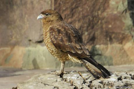Costanera del Lácar (abril 2024)