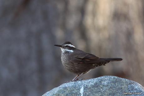 Costanera del Lácar (abril 2024)