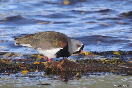 Costanera del Lácar (abril 2024)