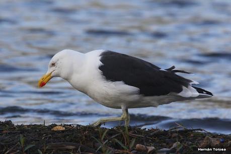 Costanera del Lácar (abril 2024)