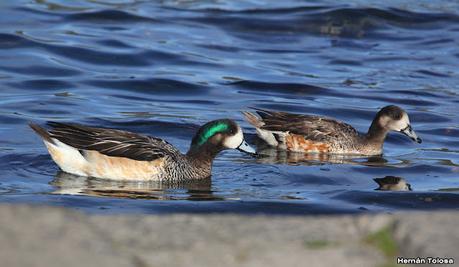 Costanera del Lácar (abril 2024)