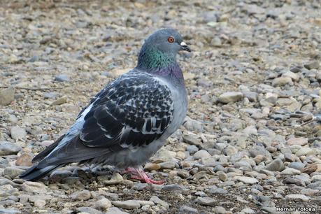 Costanera del Lácar (abril 2024)