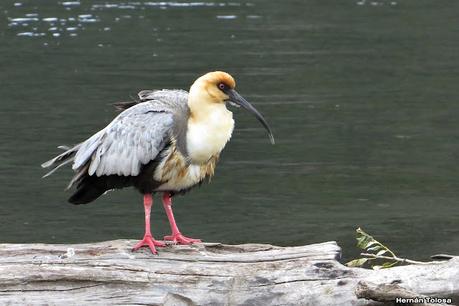 Costanera del Lácar (abril 2024)