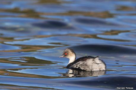 Costanera del Lácar (abril 2024)