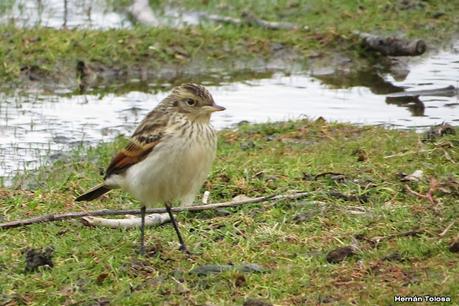 Costanera del Lácar (abril 2024)