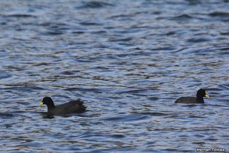 Costanera del Lácar (abril 2024)