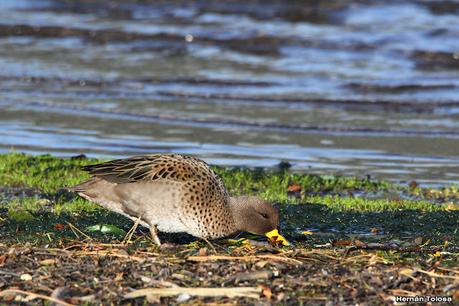 Costanera del Lácar (abril 2024)
