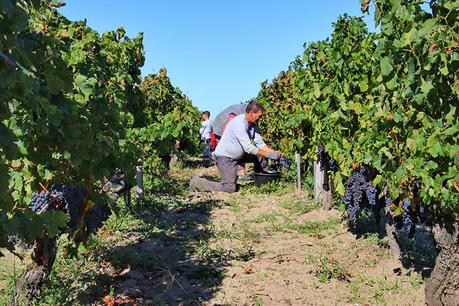 Se ve a un equipo de recolectores de uvas arrodillados en los viñedos de Pomerol mientras cortan racimos de uvas Merlot de las vides durante la temporada de cosecha de Burdeos.
