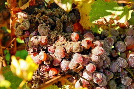 Qué esperar durante la vendimia en Burdeos La botrytis en las uvas Semilion en Château de Monbazillac a finales del verano