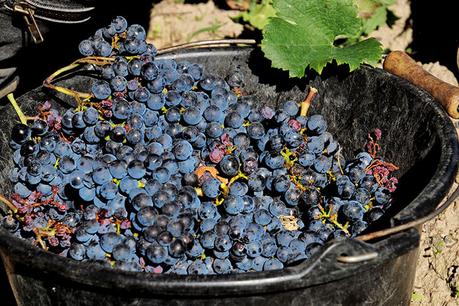 Una fanega de uvas Merlot está casi llena durante la cosecha de Burdeos