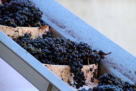 Las uvas viajan sobre una cinta transportadora hasta la despalilladora durante la cosecha de vino de Burdeos.