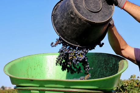 Un primer plano de un recolector vaciando su bushel en el cubo en la espalda de un miembro del equipo durante la cosecha de uva de Pomerol.