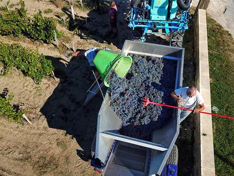 Qué esperar durante la vendimia en Burdeos Una toma aérea con un dron de un miembro del equipo en la escalera y arrojando las uvas de espaldas al camión en Pomerol, Burdeos, Francia.