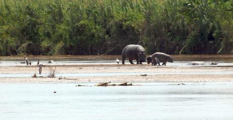 15 mejores lugares para visitar en Burundi Parque Nacional del río Rusizi