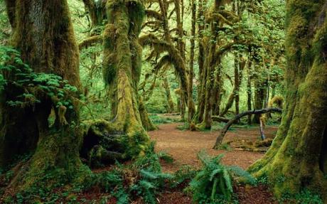 15 mejores lugares para visitar en Burundi Bosque natural de Kigwena