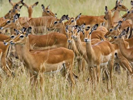 15 mejores lugares para visitar en Burundi Parque Nacional Ruvubu