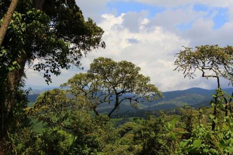 15 mejores lugares para visitar en Burundi Parque Nacional Kibira