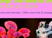«FUNGI: Life» llega Centro Arte Alameda marco Festival Santiago Wild