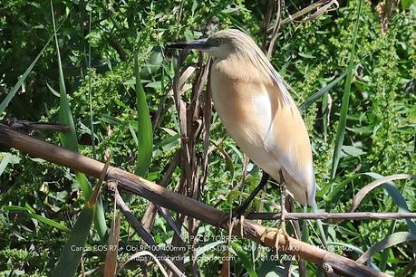 Sigue la garcilla cangrejera en Sant Adrià