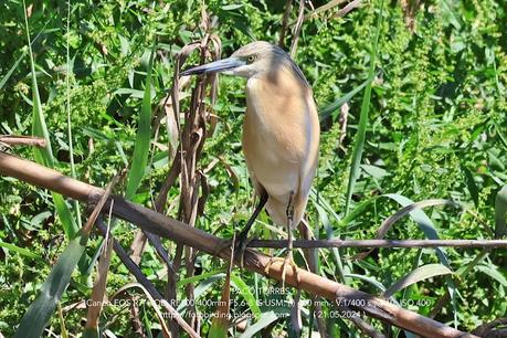 Sigue la garcilla cangrejera en Sant Adrià