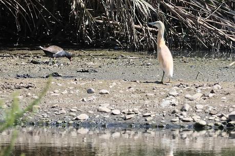 Sigue la garcilla cangrejera en Sant Adrià