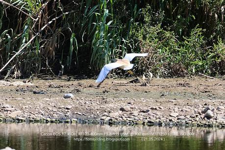 Sigue la garcilla cangrejera en Sant Adrià