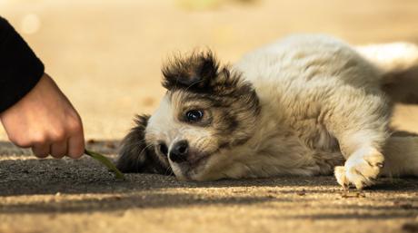 Así es como los animales viven el duelo por la pérdida de un compañero Así es como los animales viven el duelo por la pérdida de un compañero