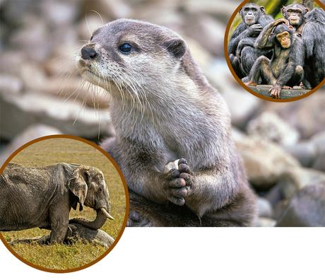 Así es como los animales viven el duelo por la pérdida de un compañero