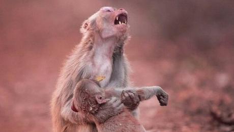 Así es como los animales viven el duelo por la pérdida de un compañero