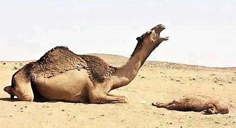 Así es como los animales viven el duelo por la pérdida de un compañero