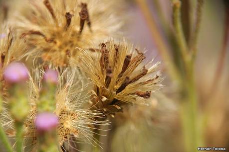 Mariposera rosada (Chromolaena hirsuta)