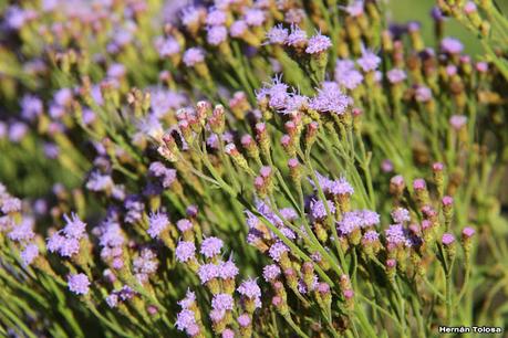 Mariposera rosada (Chromolaena hirsuta)