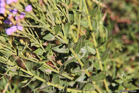 Mariposera rosada (Chromolaena hirsuta)