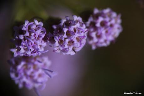 Mariposera rosada (Chromolaena hirsuta)