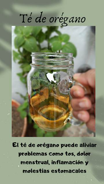 Cómo Hacer Té De Orégano Y Sus Beneficios