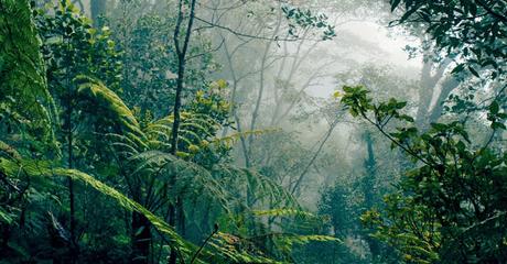 El cielo de la selva, de Elaine Vilar Madruga