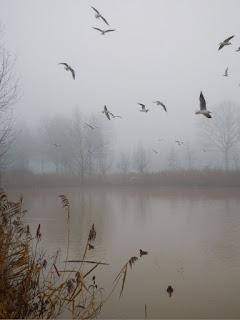 Partes de un pájaro