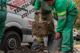 Reponen arbolado y suman más de 10 mil ejemplares
