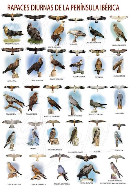 RAPACES IBÉRICAS DIURNAS. RAPACES IBÉRICAS DIURNAS.