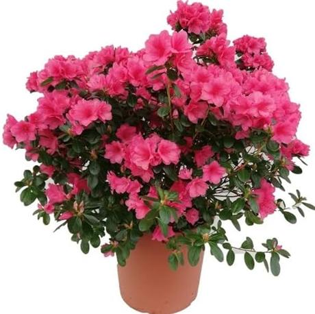 Azalea Natural Planta Arbustiva de Exterior con Flores