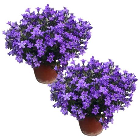 Duo de Campanula Flores Azules para Exterior e Interior Plantas Naturales