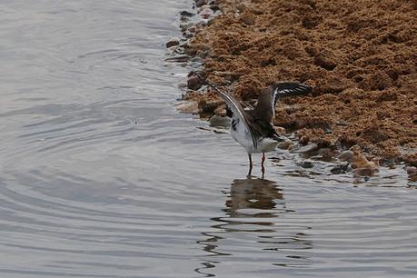 Chorlitejo grande en la barra de arena