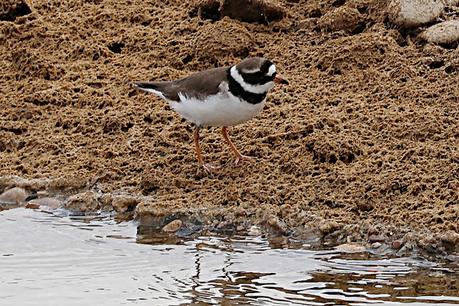 Chorlitejo grande en la barra de arena