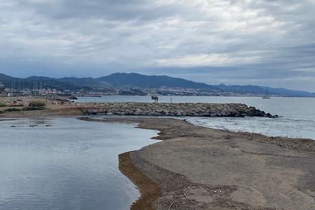 Chorlitejo grande en la barra de arena