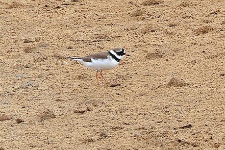 Chorlitejo grande en la barra de arena