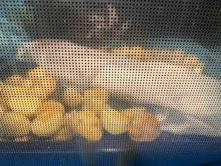 COSTILLAR DE CERDO CON SALSA BARBACOA